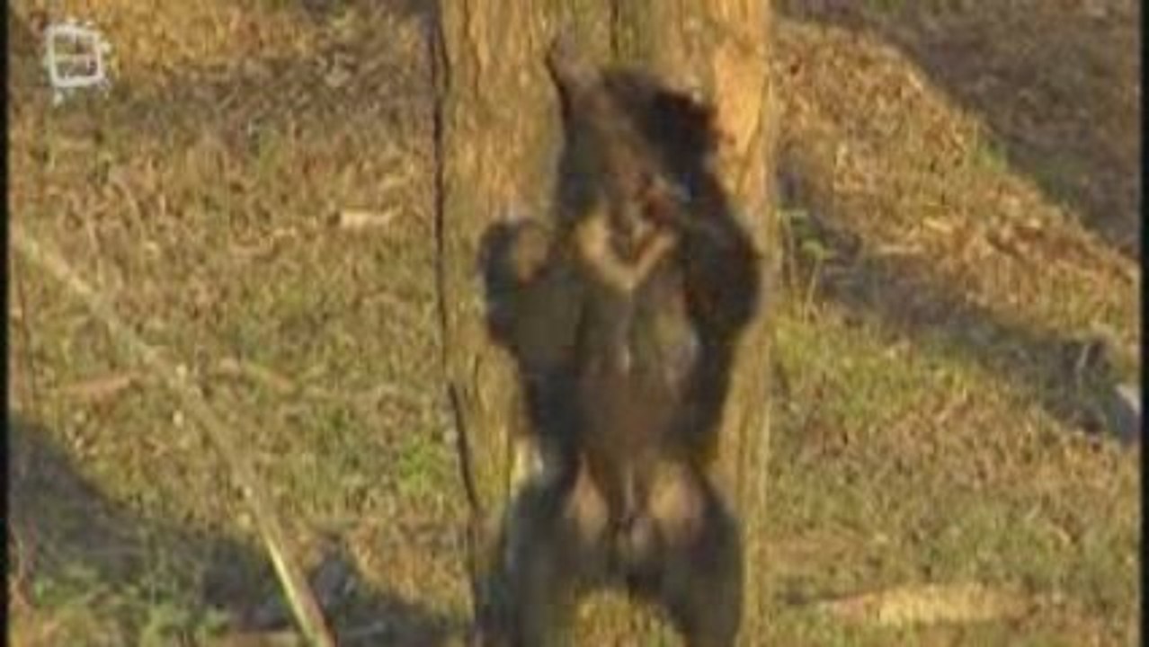 Ours noir d'Asie (Ursus thibetanus)