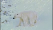 Polar Bear - Ours polaire (Ursus maritimus) 2
