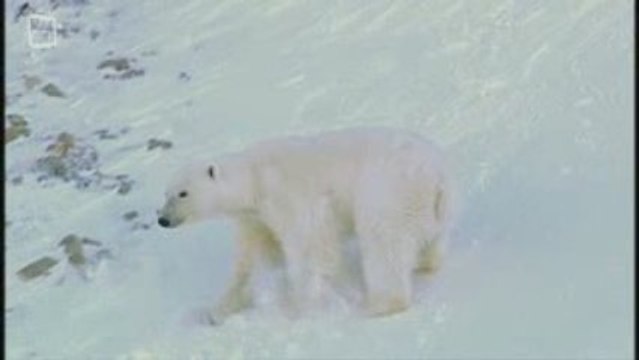 Polar Bear - Ours polaire (Ursus maritimus) 2