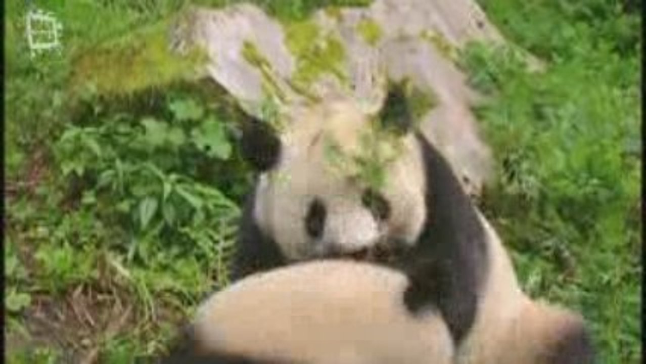 Panda geant (Ailuropoda melanoleuca)