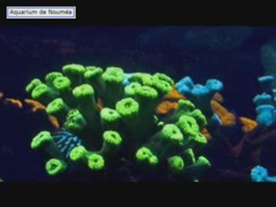 Aquarium de Noumea - coraux fluorescents.