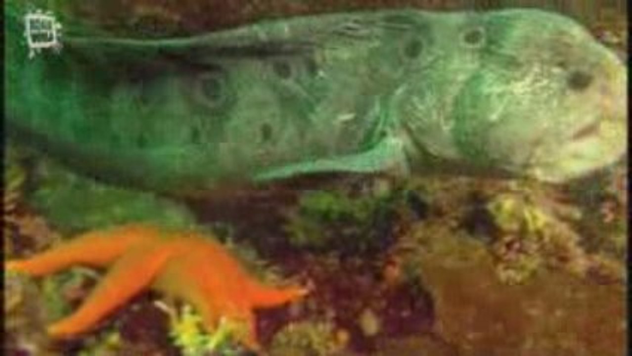 Poisson loup (Anarhichas lupus)