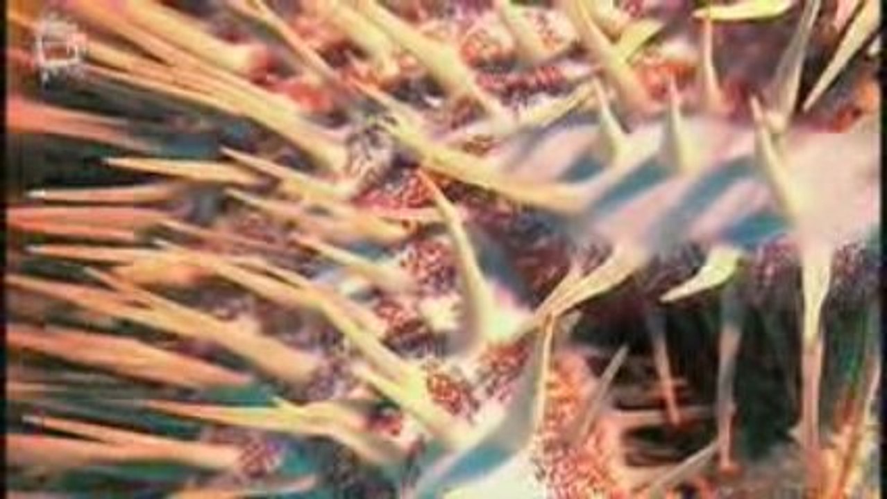 Poissons coralliens des Philippines