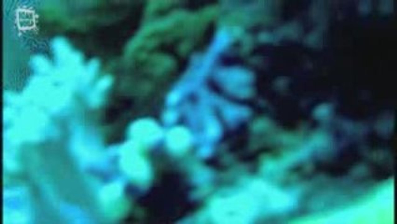 Giant Wrasse - Poisson napoleon (Cheilinus undulatus)