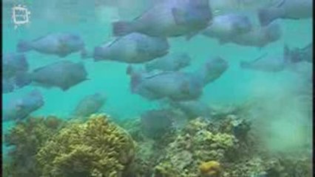 Poisson perroquet Parotfish (Bolbometopon muricatum)