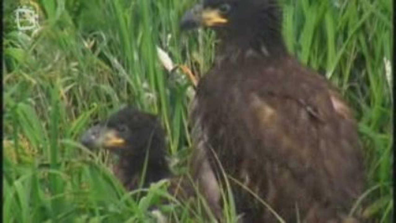 Pygargue a tete blanche (Haliaeetus leucocephalus)