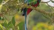 Quetzal resplendissant (Pharomachrus mocinno)