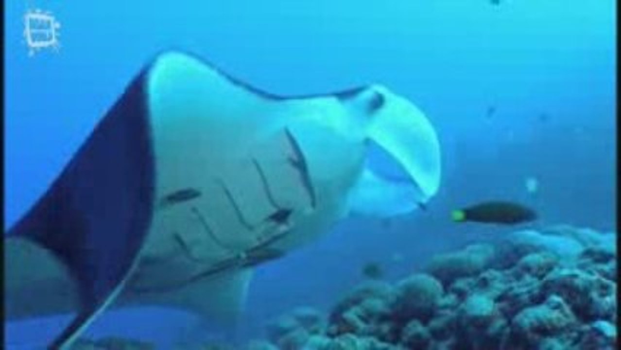 Manta ray - Raie Manta (Manta birostris) 1