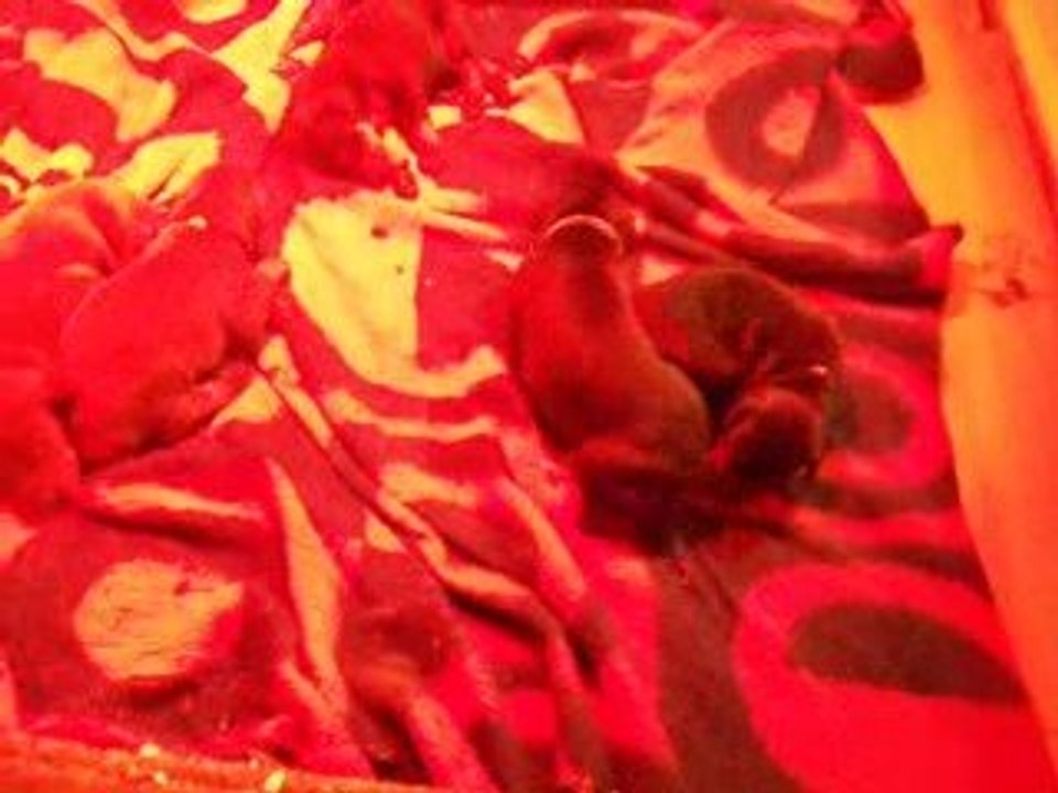 Mâle collier blanc 12 jours