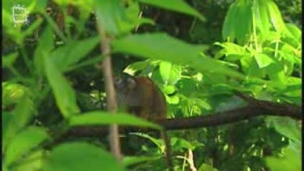 Singe capucin (cebus capucinus)