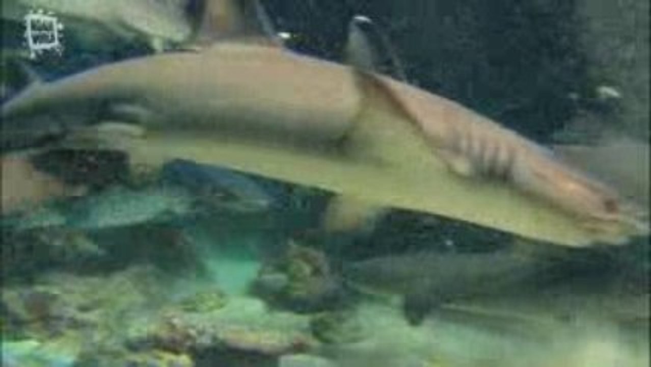 Requin a pointe-blanche (Carcharhynus albi marginatus) 3