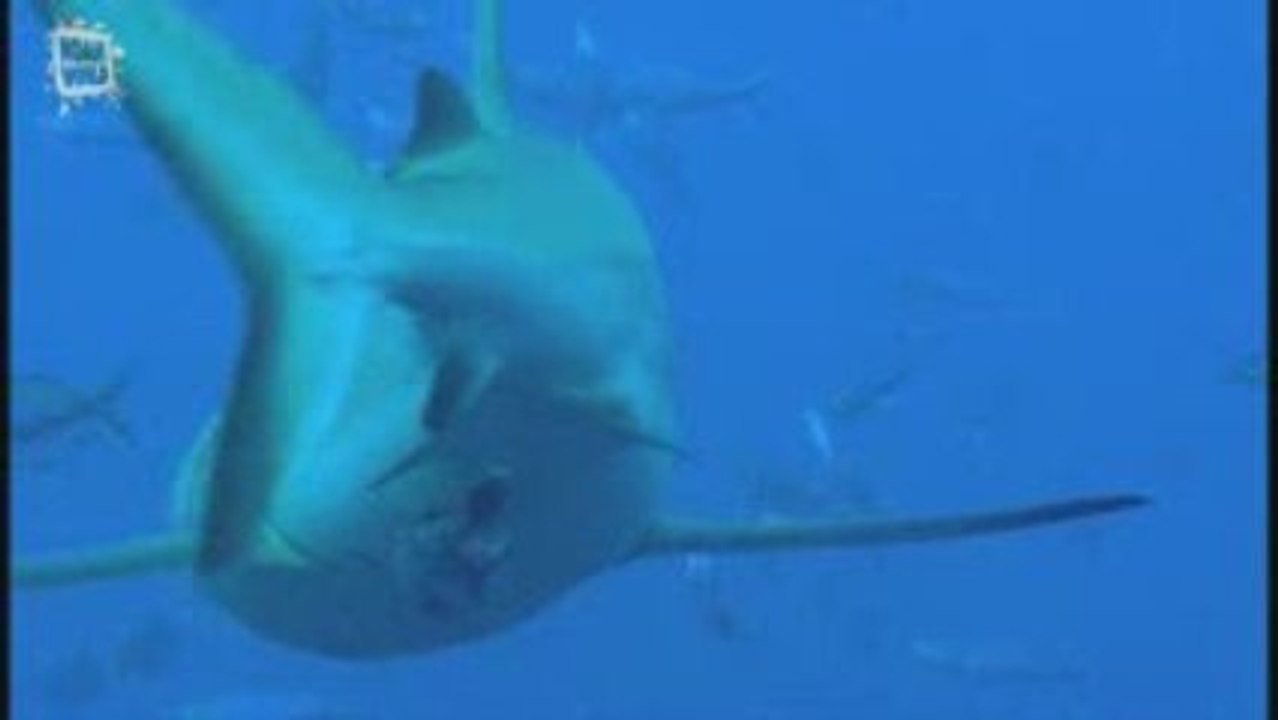 Whitetip Reef Shark - Requin corail (Traienodon obesus) 1