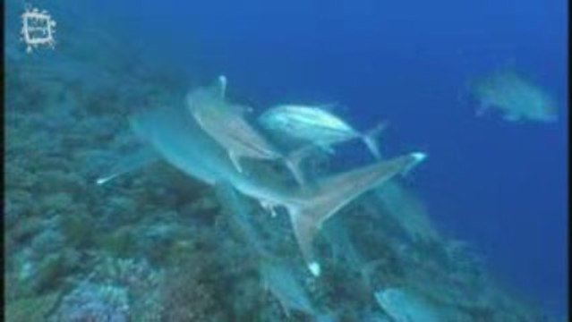 Whitetip Reef Shark - Requin corail (Traienodon obesus) 2