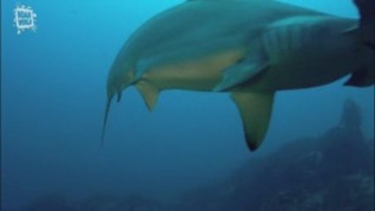 Scalloped hammerhead - Requin marteau (Sphyrna lewini)