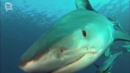 Tiger Shark - Requin tigre (Galeocerdo cuvier)