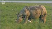 Indian Rhinoceros - Rhino d'Asie (rhinoceros unicornis) 2