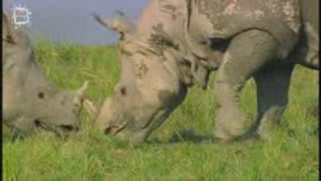 Indian Rhinoceros - Rhino d'Asie (rhinoceros unicornis) 2