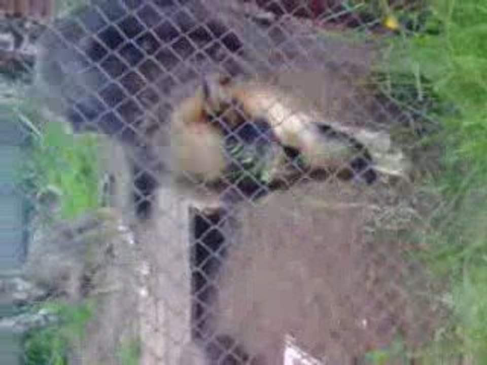 video0017