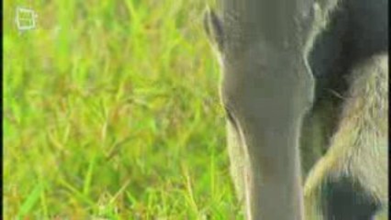 Tamanoir fourmilier geant (Myrmecophaga tridactyla)