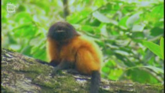 Tamarin lion a face noire (leontopithecus caissara)