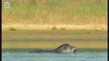 Lowland tapir - Tapir (Tapirus terrestris)