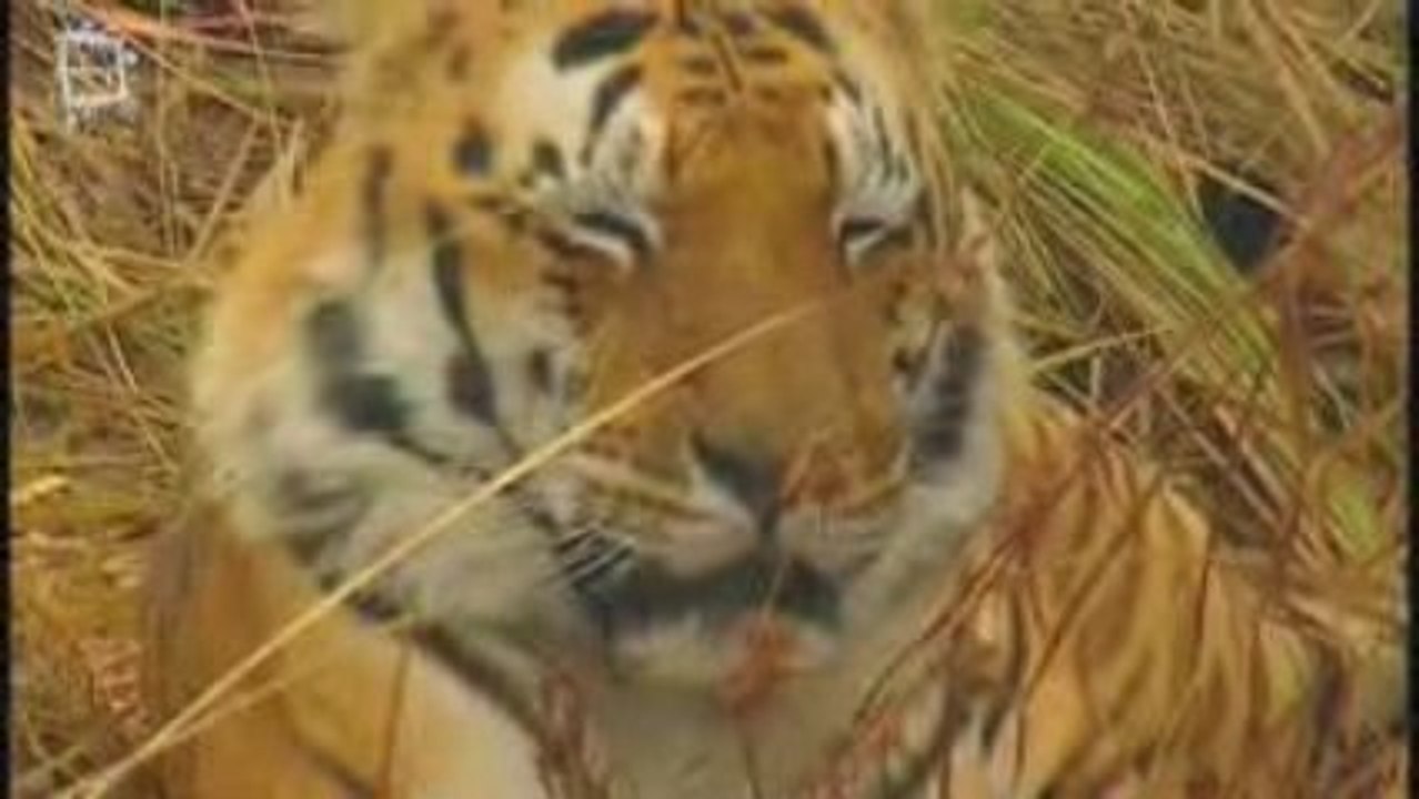 Bengal Tiger - Tigre du Bengale (panthera tigris tigris)