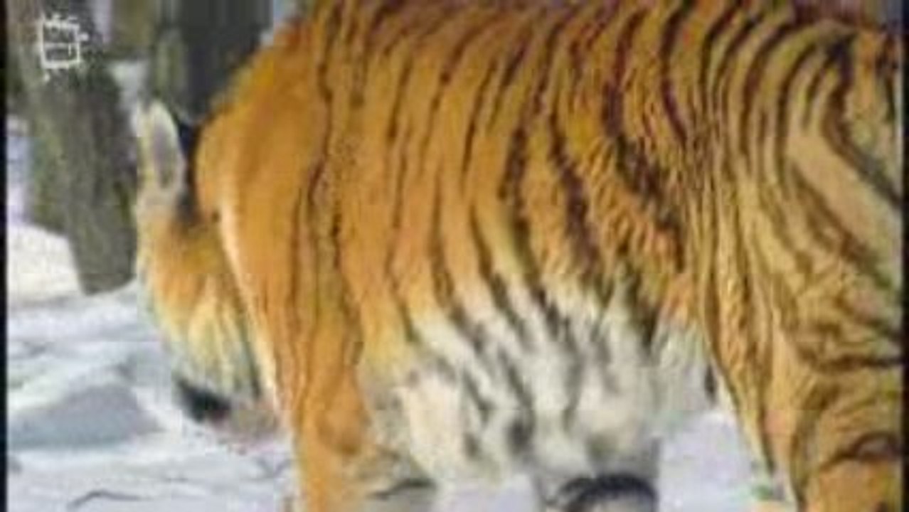Amur Tiger - Tigre de Siberie (Panthera tigris altaica) 1