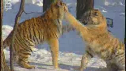 Amur Tiger - Tigre de Siberie (Panthera tigris altaica) 3