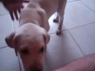 Pluto Lion - Meu fiel Amigo
