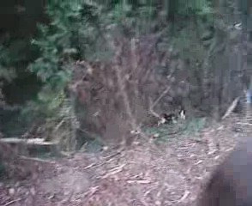 La chasse aux Lapins