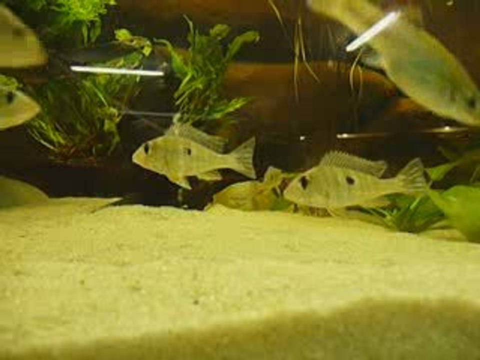 Vidéo Geophagus red-head