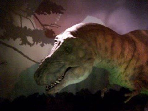 museum d'histoire naturelle de londres 1