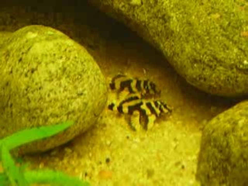 Dekeyseria brachyura L168