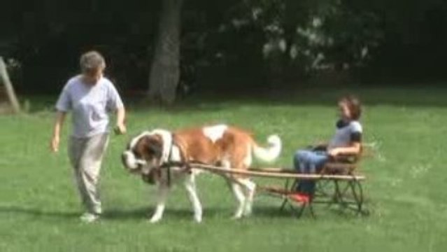 Attelage avec Aramis