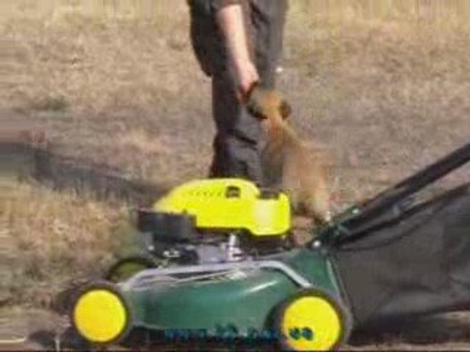 Puppy JERSEY (Malinois) 2,5 m.old, first test for Ring sport