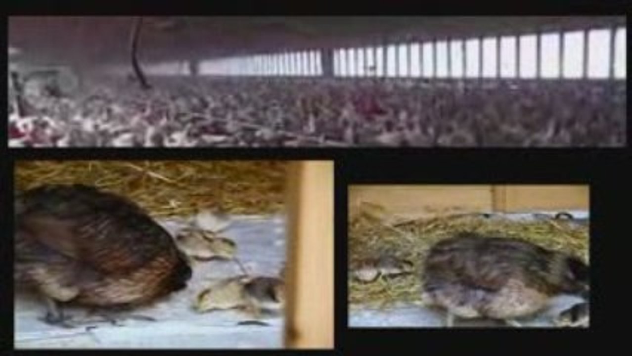 Quand j'aurai des dents