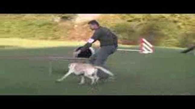 Alaska GPF Agility Villefranche 04/10/2009