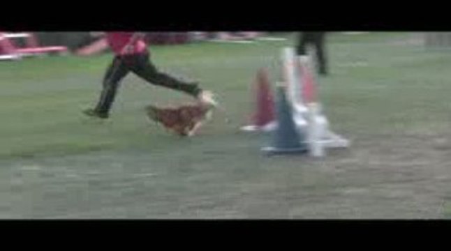 Bango Jumping Agility Villefranche 04/10/2009