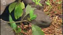 Tortue geante des Galapagos (Geochelone nigra)