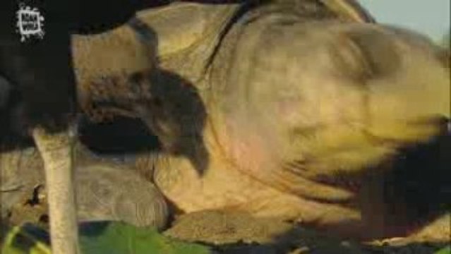 Tortue olivatre de Costa Rica (Lepidochelys olivacia)