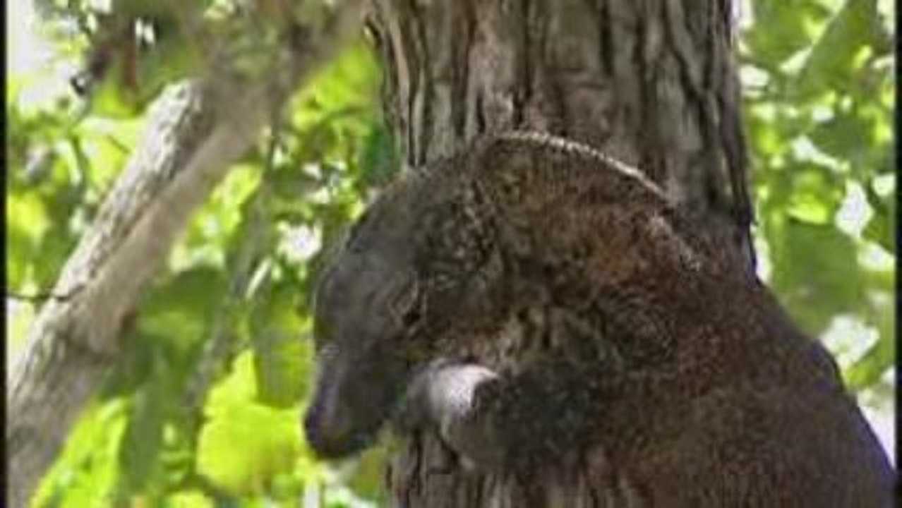 Komodo dragon - Varan de Komodo (Varanus Komodoensis) 1