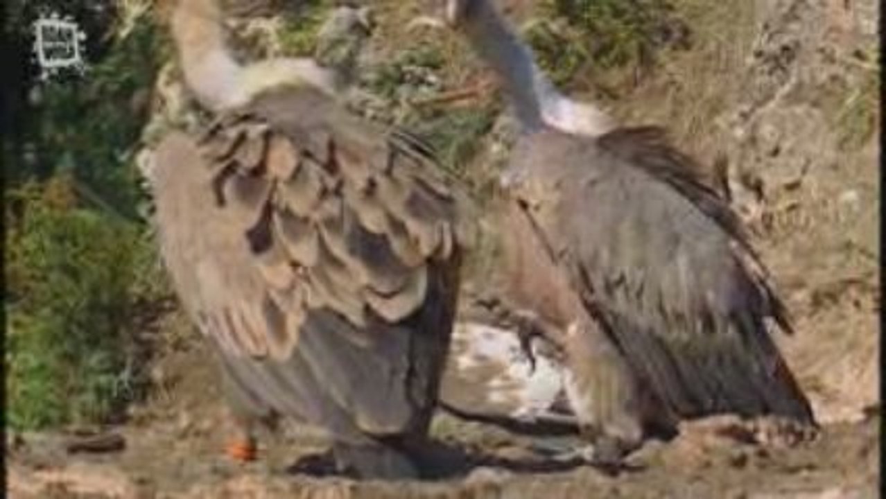 Eurasian griffon - Vautour fauve (Gyps fulvus)