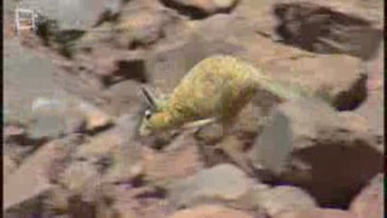 Plains Viscacha - Viscachas (Lagostomus maximus)
