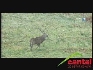 Brame du cerf dans le Cantal "le comptage"