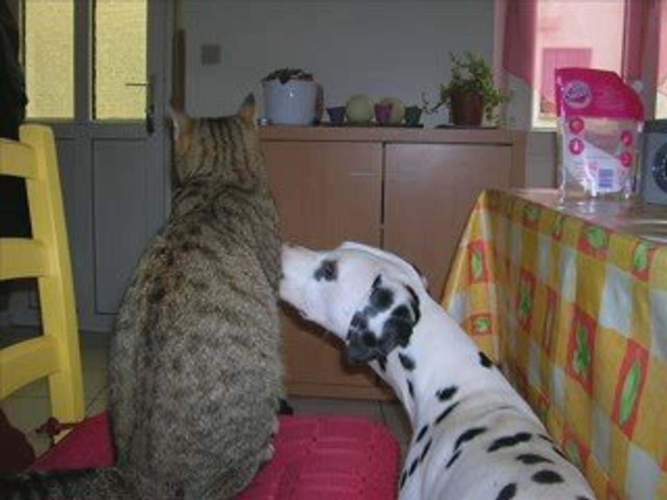 Le dalmatien