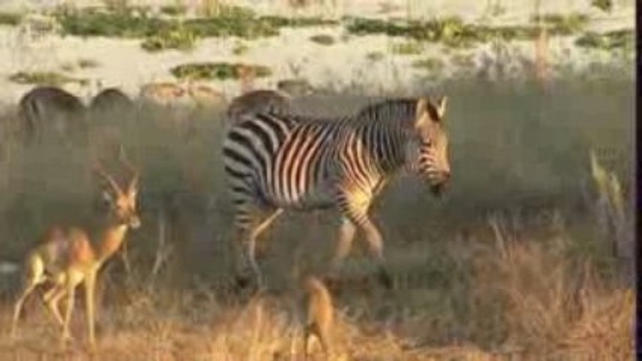 Zebre des plaines (Equus quagga) 1