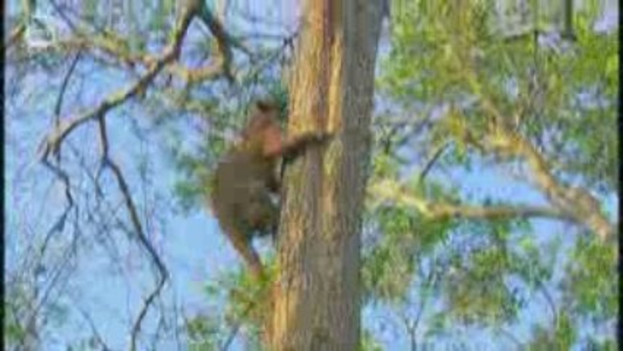 Fossa Fouche (cryptoprocta ferox)