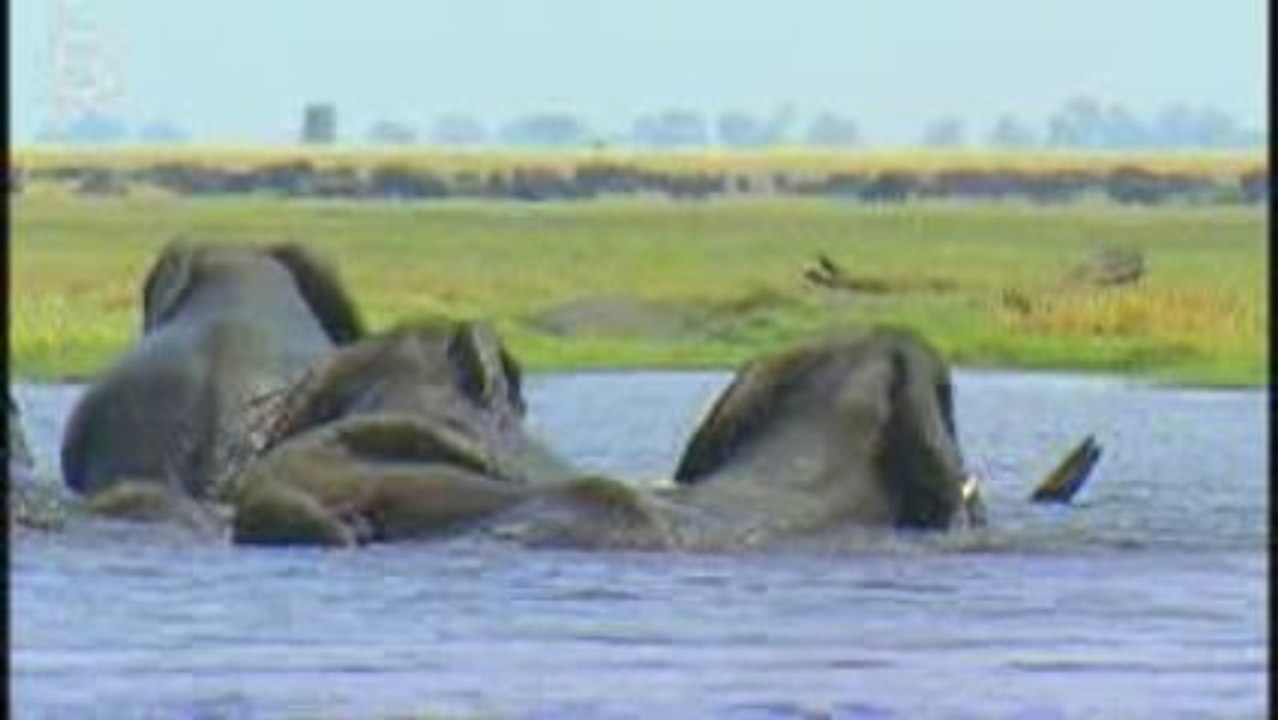 Elephant d'Afrique de savane (Loxodonta africana)