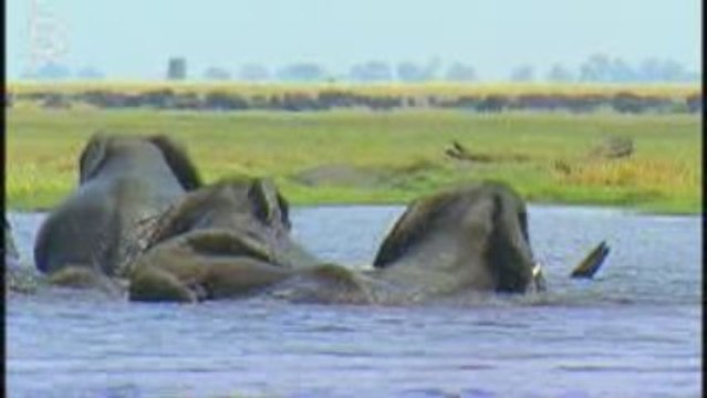 Elephant d'Afrique de savane (Loxodonta africana)