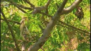 Lemurien Sifaka de verreaux (Propithecus verreauxi)